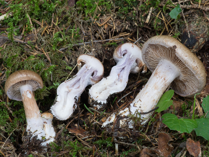 Cortinarius patibilis